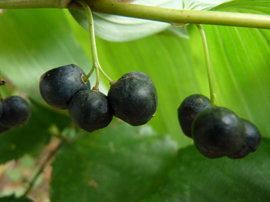 Fruits en forme de baie de couleur bleu sombre à maturité. Agrandir dans une nouvelle fenêtre (ou onglet)